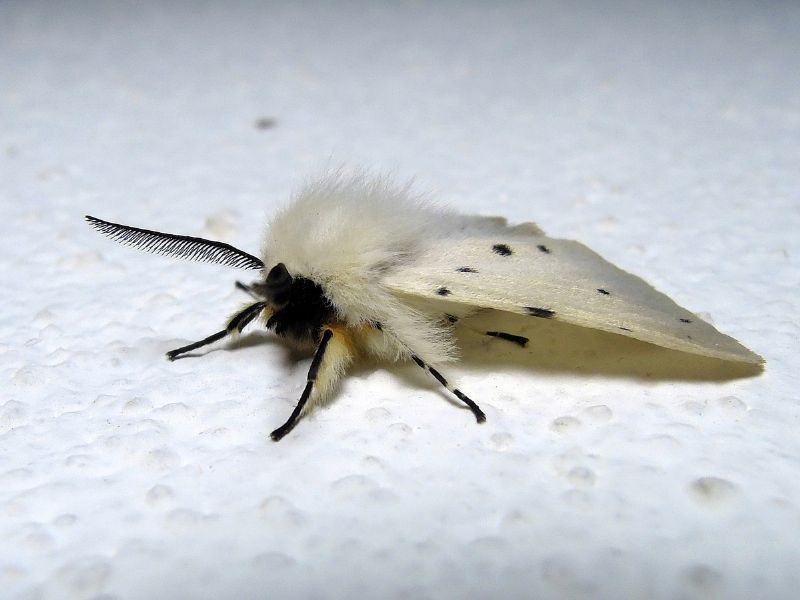 Diaphora mendica (Erebidae Arctiinae)